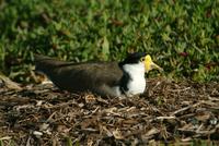 Masked Lapwing