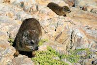 Cape Hyrax , or Rock Hyrax ( Procavia capensis ) or dassie - the smallest living relative of ele...