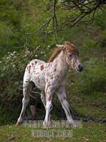 Spotted Shetland Pony Foal , Stoney Cross , New Forest , Hampshire , England stock photo
