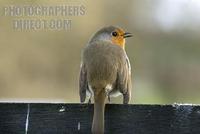 Robin , Redbreast ; Erithacus rubercula , European , garden bird stock photo