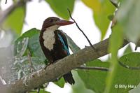 白胸翡翠  	White-throated Kingfisher  	Halcyon smyrnensis