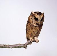 Collared Scops Owl (Otus lettia)