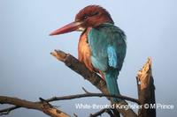 White Throated Kingfisher