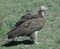 Lappet-faced Vulture p.54