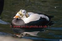 FT0199-00: Spectacled Eider, Somateria fischeri, the male bird on water. Arctic