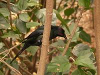 Metallic Starling