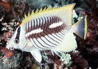 ...butterflyfish, Rightangle butterflyfish, Triangulate butterflyfish, V-lined butterflyfish, Acrop