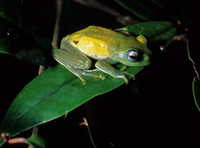 : Boophis jaegeri; Jaeger's Treefrog