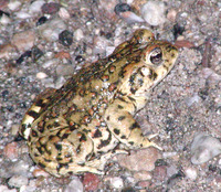 : Bufo boreas; Western Toad