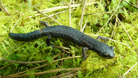 : Bolitoglossa hartwegi