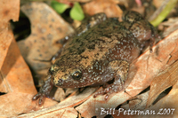 : Gastrophryne carolinensis; Eastern Narrow-mouthed Toad