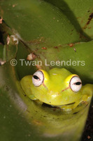 : Hypsiboas punctatus