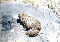 : Limnonectes limnocharis; Cricket Frog