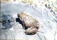 : Limnonectes limnocharis; Cricket Frog