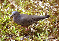 : Columbina passerina; Common Ground Dove