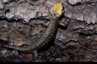: Salamandra salamandra bernardezi; Fire Salamander