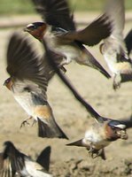 : Petrochelidon pyrrhonota; Cliff Swallow