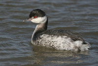 : Podiceps auritus; Horned Grebe