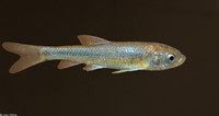 : Hybognathus amarus; Rio Grande Silvery Minnow