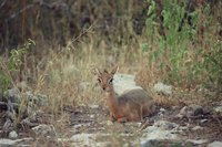 : Modoqua kirkii damarensis; Damara Dik-dik