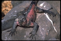 : Amblyrhynchus cristatus venustissimus; Hood Island Marine Iguana