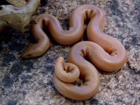 : Charina umbratica; Southern Rubber Boa