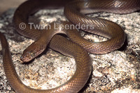 : Lamprophis lineatus