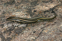 : Mabuya sulcata; Western Rock Skink