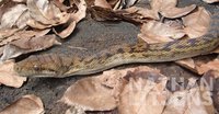 : Morelia amethistina; Scrub Python