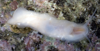 : Titiscania limacina