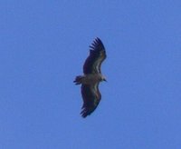 Eurasian Griffon Vulture. Photo © A. Braunlich