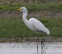 Yellow-billed Egret, Boon Tsagaan Nuur, June 2007.