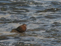 Cinclus pallasii Brown Dipper カワガラス