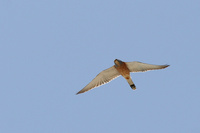 Male Lesser Kestrel