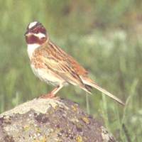 Pine Bunting