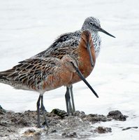 Mangoverde World Bird Guide Photo Page: Asian Dowitcher Limnodromus semipalmatus