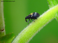 Tachyerges salicis