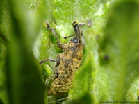 Larinus planus