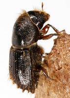 Ips typographus - Spruce Engraver Beetle