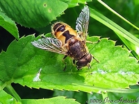 Eristalis arbustorum