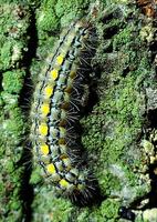 Eilema palliatella