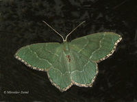 Hemithea aestivaria - Common Emerald