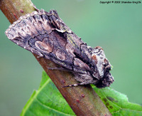 Allophyes oxyacanthae - Green-brindled Crescent