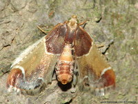 Pyralis farinalis - Meal Moth