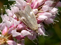 Udea alpinalis