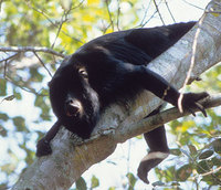 Alouatta caraya