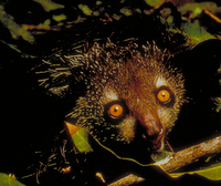 Aye-aye (Daubentonia madagascariensis)