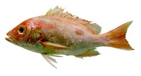 Lutjanus purpureus, Southern red snapper: fisheries