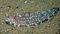 Symphurus nigrescens, Tonguesole: fisheries
