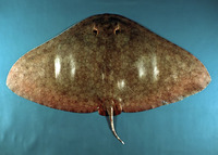 Gymnura altavela, Spiny butterfly ray: fisheries, gamefish